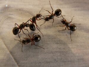 wood ant queens, ants, wood ants-3254.jpg